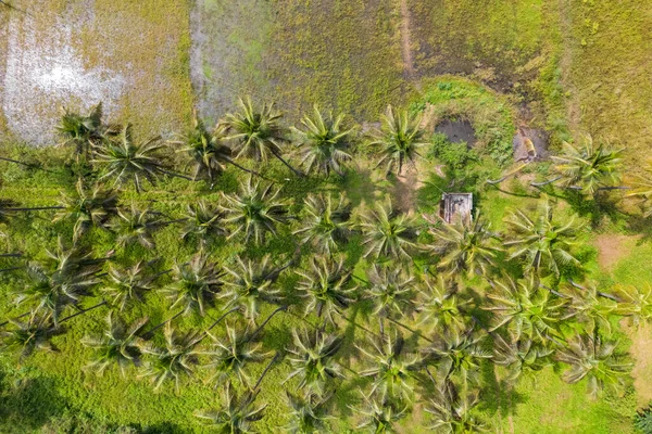Aerial Top View Coconut Trees Lush Green Paddy Fields Rural — Stock Photo, Image