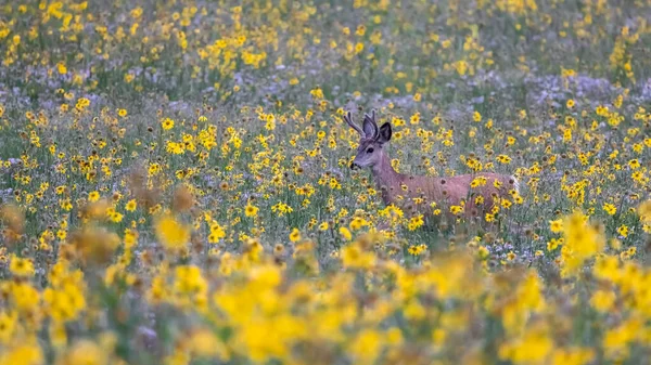 夏天在科罗拉多州靠近克赖斯特巴特的野花草地中央的一只鹿 — 图库照片