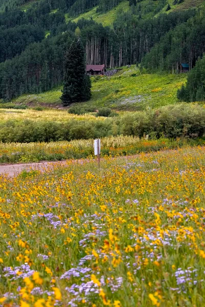 Malownicze Lato Łąka Dzikich Kwiatów Colorado Wsi Pobliżu Crested Butte — Zdjęcie stockowe