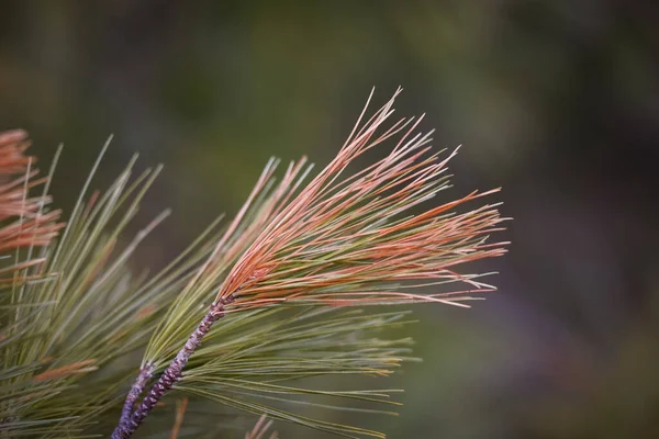 Close View Red Ripe Pine Tree Needles Selective Focus — Stock Photo, Image