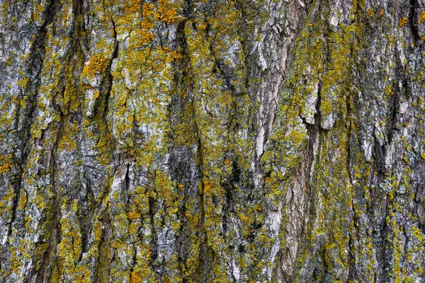 나무껍질에이끼 가까이 — 스톡 사진