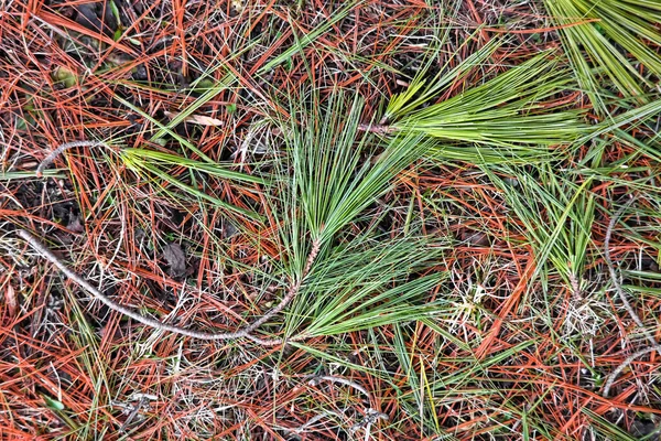 Close View Colorful Pine Tree Needles Ground Selective Focus — Stock Photo, Image