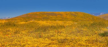 Güney Kaliforniya 'nın tepelerinde, Antilop Vadisi yakınlarında renkli bir çiçek açtı..