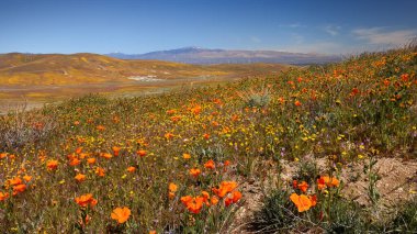 Antilop Vadisi, Lancaster, California 'daki Altın Haşhaş tarlaları yığılmış görüntü.