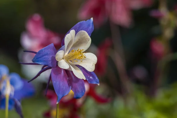Vue Rapprochée Blue Columbine Fleur Pousse Principalement Dans Les Montagnes — Photo