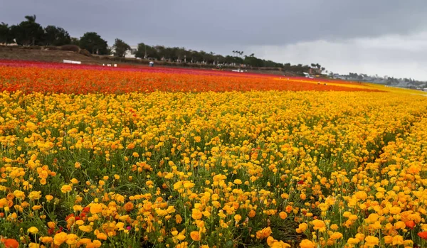 Színes Gyönyörű Virágföld Carlsbad Kalifornia Tavaszi Idő — Stock Fotó