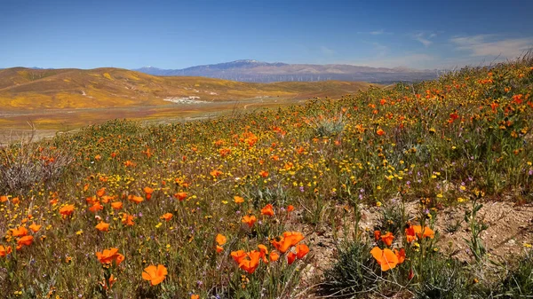 Field Golden Poppy Flowers Antelope Valley Lancaster California Focus Stacked — Stock Photo, Image
