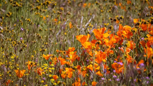Цветение Золотого Мака Долине Антилопы Калифорния Селективный Фокус — стоковое фото