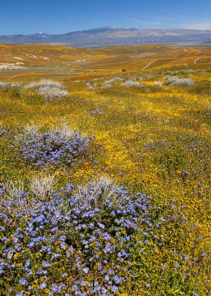 春の間 カリフォルニア州のアンテロープバレーでカラフルな青と黄色の野花 — ストック写真