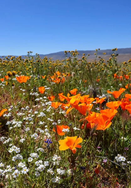 Virágzó Arany Mák Virágok Antelope Valley Kalifornia — Stock Fotó