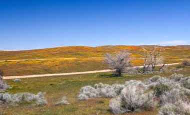 Baharda manzaralı Antilop Vadisi 'nin ortasındaki ağaçlar.