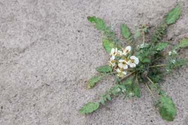 Anza Borrego çöl parkındaki kahverengi gözlü kır çiçeği bitkisinin yakın görüntüsü..