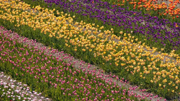 Reihen Bunter Tulpenblumen Inselgarten Der Windmühle Holland Michigan — Stockfoto