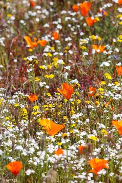 Flores Amapola Dorada California Prado Flores Silvestres Valle Antelope California — Foto de Stock