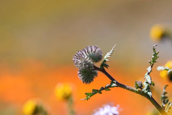 Blisko Widok Thistle Wildflower Południowej Kalifornii Czasie Wiosny — Zdjęcie stockowe