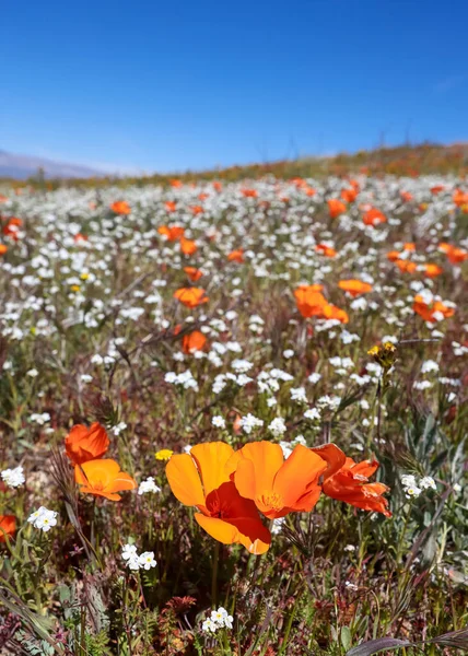 stock image California golden poppy flowers in wildflower meadow at Antelope valley, California.