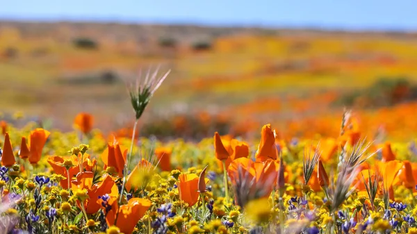 Καλιφόρνια Χρυσά Λουλούδια Παπαρούνας Λιβάδι Αγριολούλουδων Στο Antelope Valley Καλιφόρνια — Φωτογραφία Αρχείου