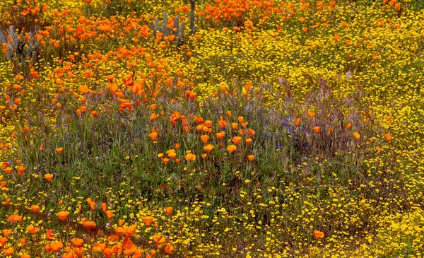 Kalifornské Zlaté Květy Máku Louce Divokých Květin Údolí Antelope Kalifornie — Stock fotografie