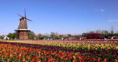 HOLLAND, MICHIGAN - 13 Mayıs 2022: Lale Bahçeleri ve Michigan 'daki Windmill Adası bahçelerindeki Tarihi Yel değirmeni