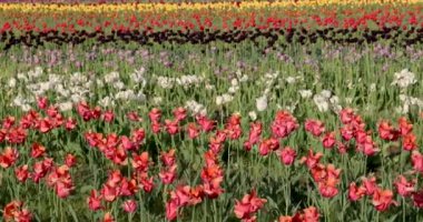 Hollanda 'da lale tarlası Michigan' da, tarlada renkli laleler rüzgarda sallanıyor.
