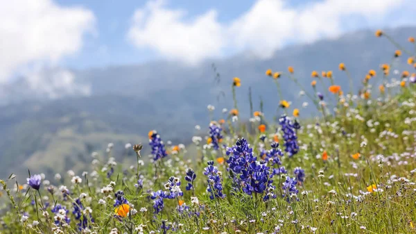 Blå Lupin Blommor Vildblomma Äng Vid Arvin Kalifornien Panoramautsikt Selektiv — Stockfoto