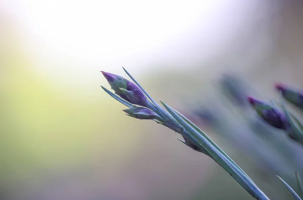 Close View Blooming Flower Bud — Stock Photo, Image
