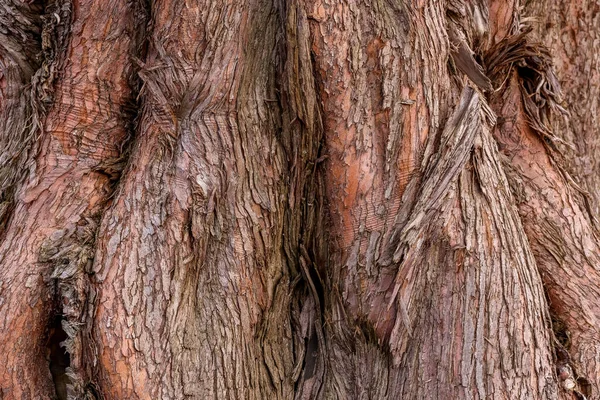 나무줄기를 가까이 이미지를 집중적으로 바라본다 — 스톡 사진