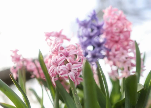 Vista Cerca Coloridas Flores Jacinto Primavera — Foto de Stock