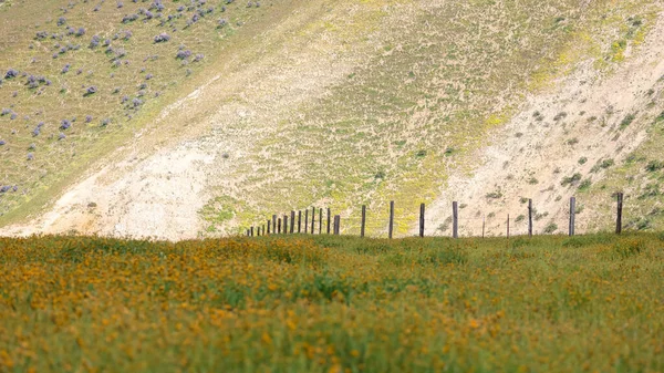 Fence in the middle of wildflower meadow by the hill in California countryside.