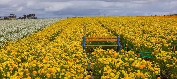 Liten Vit Bänk Carlsbad Blomsterfält Kalifornien Mitt Rader Gula Blomsterfält — Stockfoto