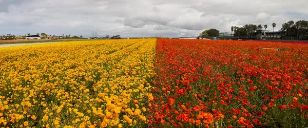 Panorámás Kilátás Nyílik Sor Virág Növények Carlsbad Virágmezők Tavasszal — Stock Fotó