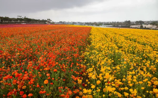 Virágok Sora Carlsbad Virágföldjein Tavasszal — Stock Fotó