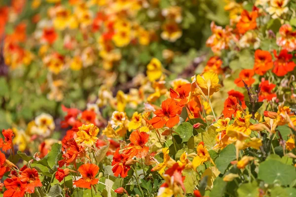 Close View Nasturtium Flower Plants Used Decoration Purpose Selective Focus — Stock Photo, Image