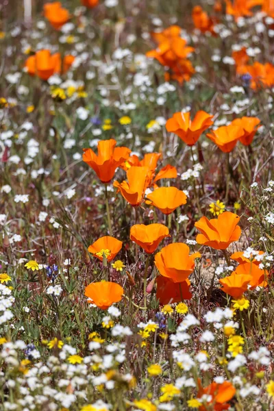 Калифорнийские Цветы Золотого Мака Лугу Долине Антилопы Калифорния — стоковое фото