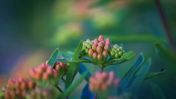 Vue Rapprochée Plante Asclépiade Papillon Colorée Avec Des Bourgeons Floraux — Photo