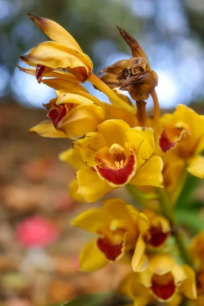 Närbild Gula Orkidé Blommor Anlã Ggningen Selektiv Fokus — Stockfoto
