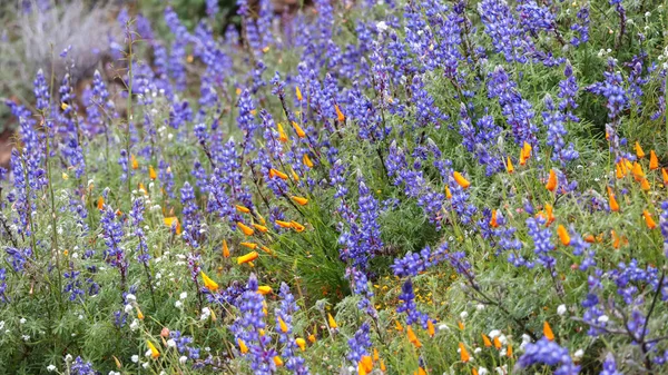 Blue Lupine Flowers Wildflower Meadow Arvin California Panoramic View Selective — Stock Photo, Image