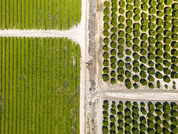 Vista Aérea Tierras Agrícolas Viñedos Plantaciones Olivos Zona Rural California —  Fotos de Stock