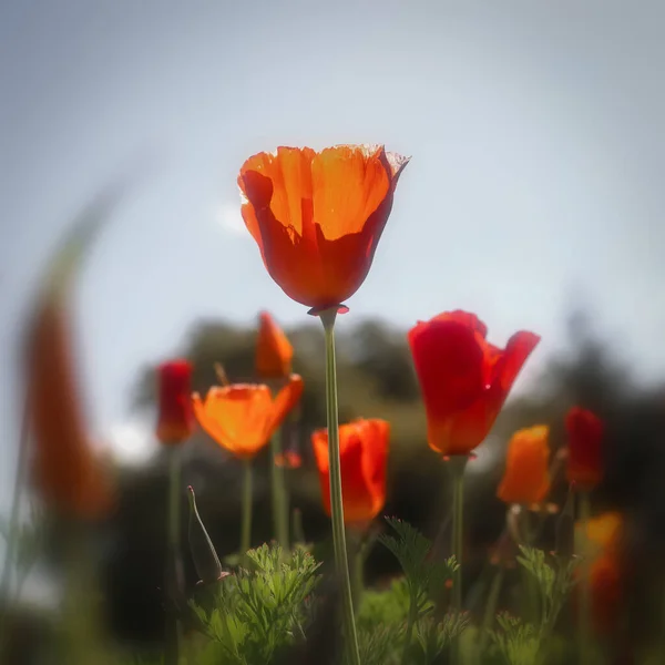 Close Widok Kalifornii Maku Kwiaty Przed Niebem — Zdjęcie stockowe