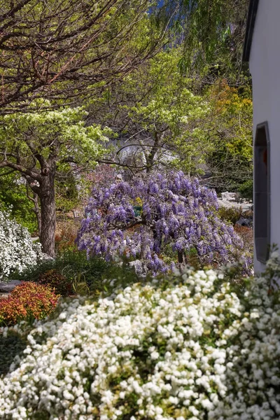 Colorful Purple Wisteria Flowering Plant Middle Huntington Botanical Gardens Spring — Stock Photo, Image