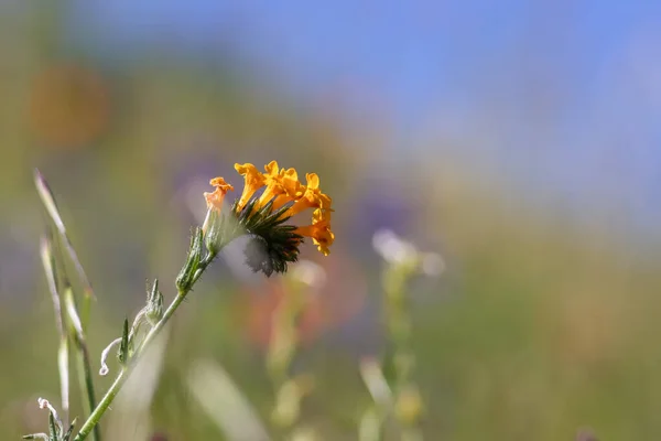 加州野花中常见小提花的近景 — 图库照片
