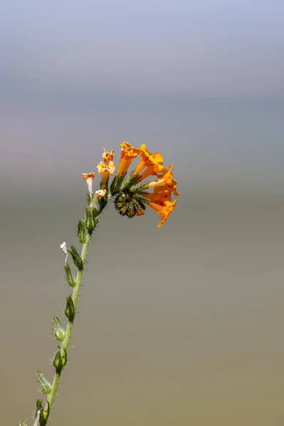 Close View Κοινά Λουλούδια Fiddleneck Ενδημικά Των Αγριολούλουδων Της Καλιφόρνια — Φωτογραφία Αρχείου