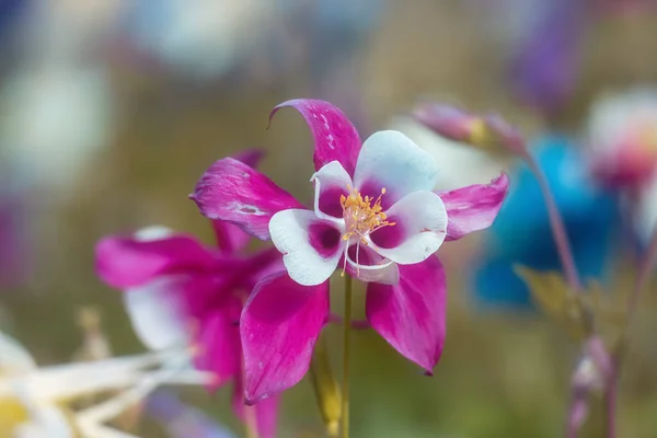 Close Vista Flor Columbine Cresce Principalmente Colorado Montanhas Rochosas — Fotografia de Stock