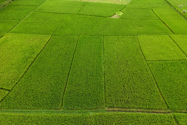Vista Aérea Exuberantes Arrozales Verdes Cerca Ciudad Mysore Karnataka India —  Fotos de Stock
