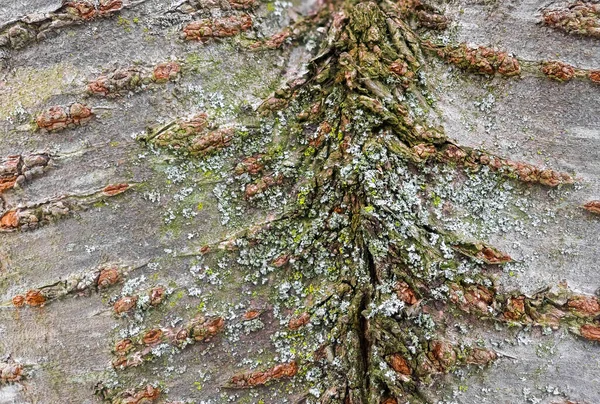 Arkaplan Kullanımı Için Huş Ağacı Gövdesinin Aşırı Yakın Görüntüsü Istiflenmiş — Stok fotoğraf