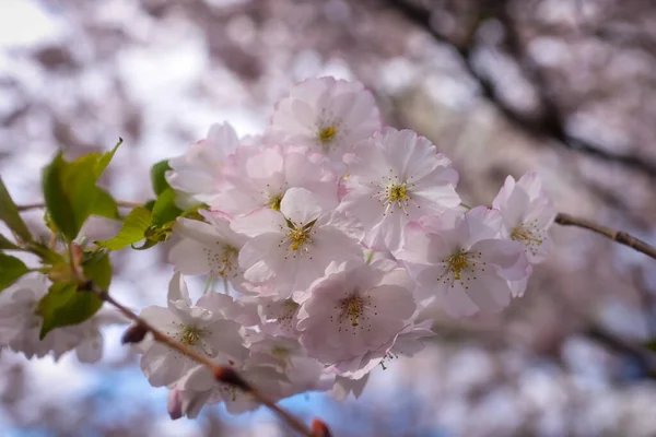 Nahaufnahme Der Kirschblüte Auf Einem Ast — Stockfoto