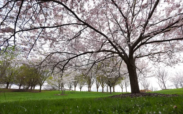 Wysokie Drzewa Wiśni Pełnym Rozkwicie Wsi Michigan Wiosną Czasu — Zdjęcie stockowe