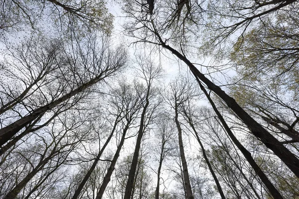 Bahar Boyunca Taze Yaprakları Olan Uzun Ağaçlar Gökyüzüne Ulaşıyor — Stok fotoğraf