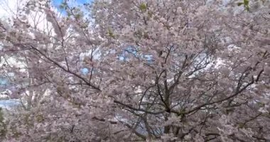 İlkbaharda ağaçta kiraz çiçeğinin alçak açılı görüntüsü.