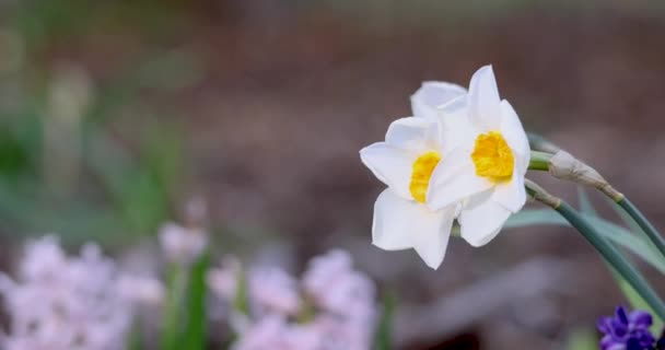 Flores Narciso Jardín Durante Primavera — Vídeos de Stock